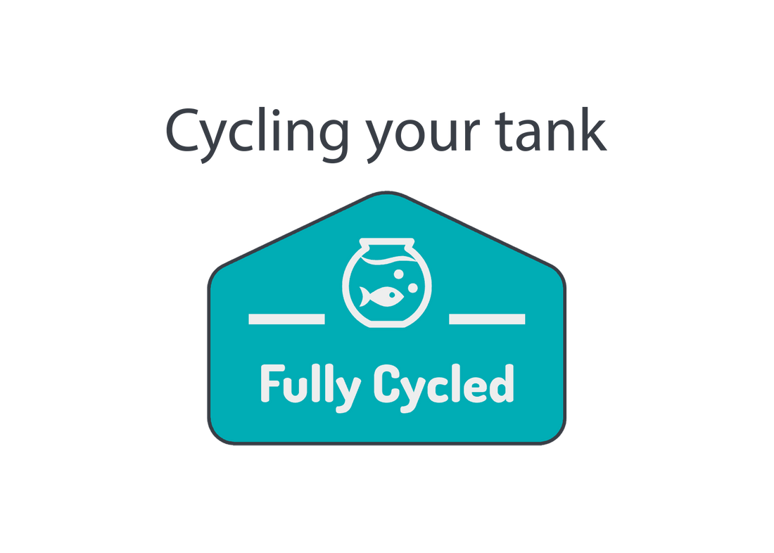 How to cycle a tank and get it ready for your fish