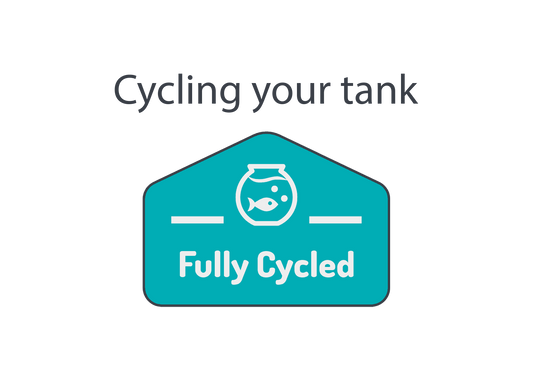 How to cycle a tank and get it ready for your fish