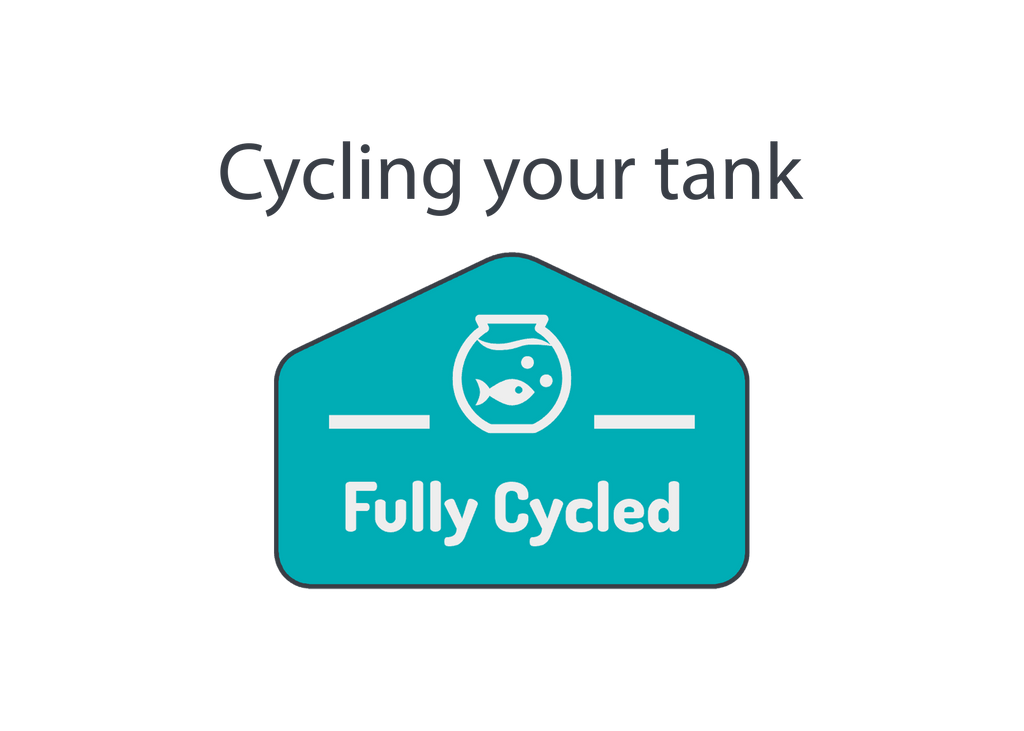 How to cycle a tank and get it ready for your fish