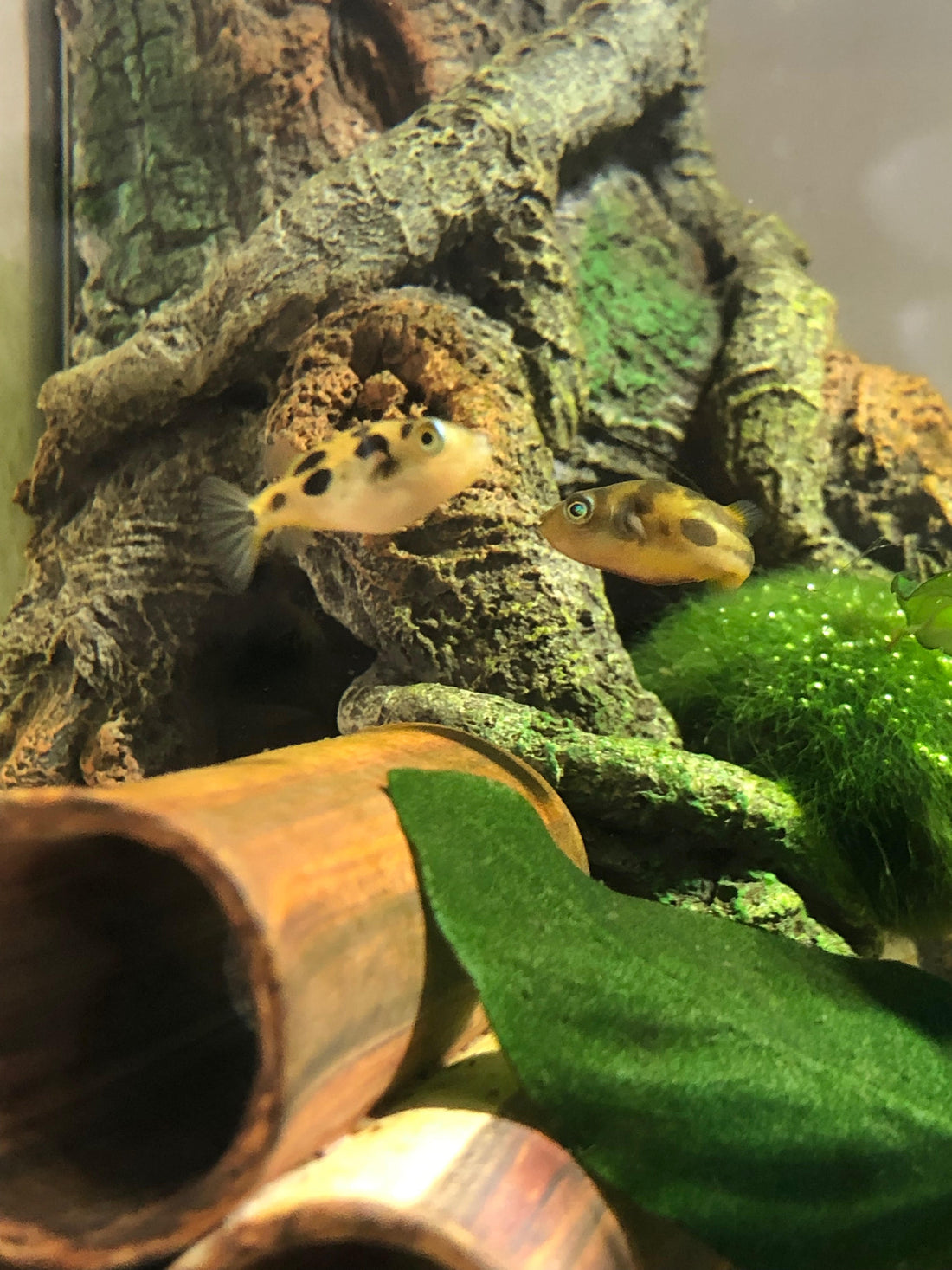 How To Care For Dwarf Puffers (Carinotetraodon travancoricus)