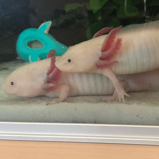 How to Care For Axolotls (Ambystoma Mexicanum)